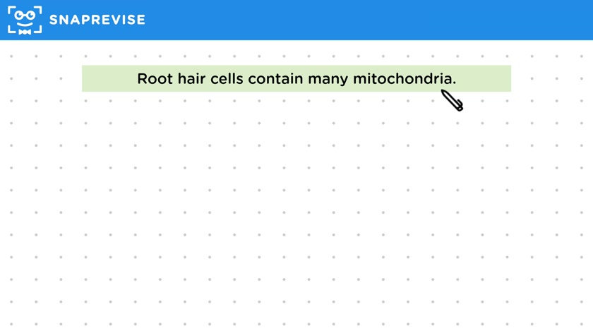 Root Hair Cells