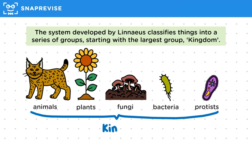 Classification