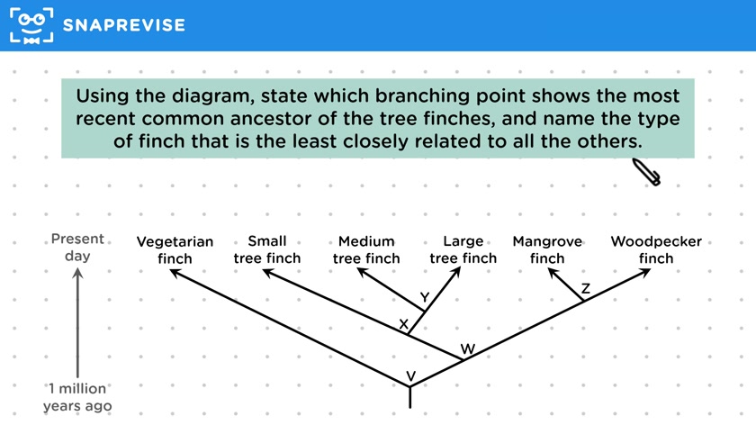 Evolutionary Trees