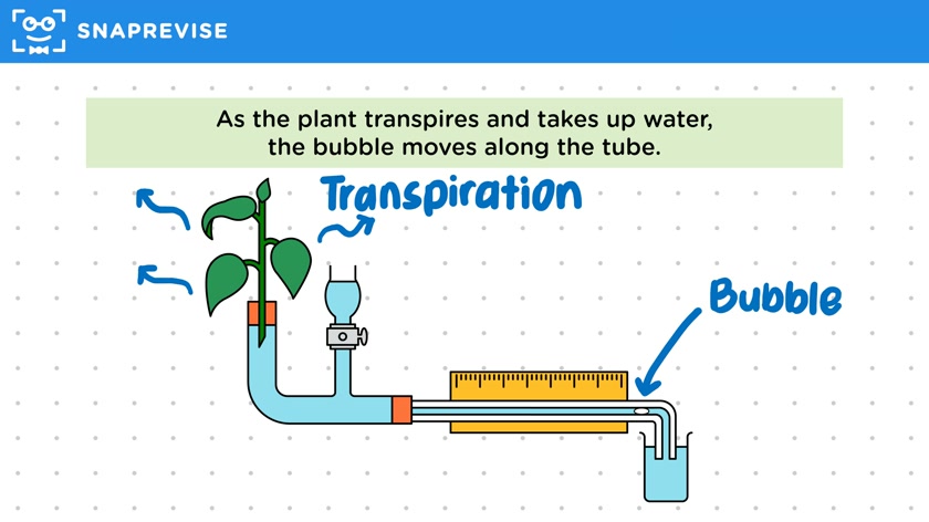 Investigating Transpiration Rate