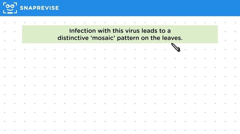 Tobacco Mosaic Virus