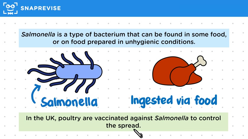 Salmonella