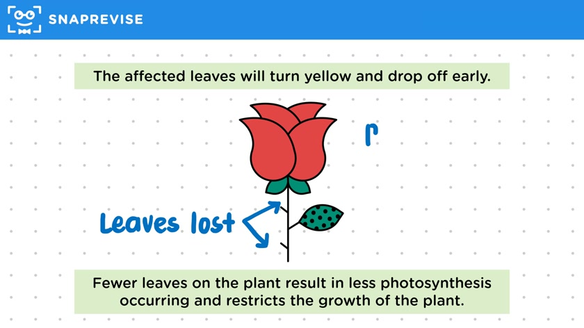 Rose Black Spot