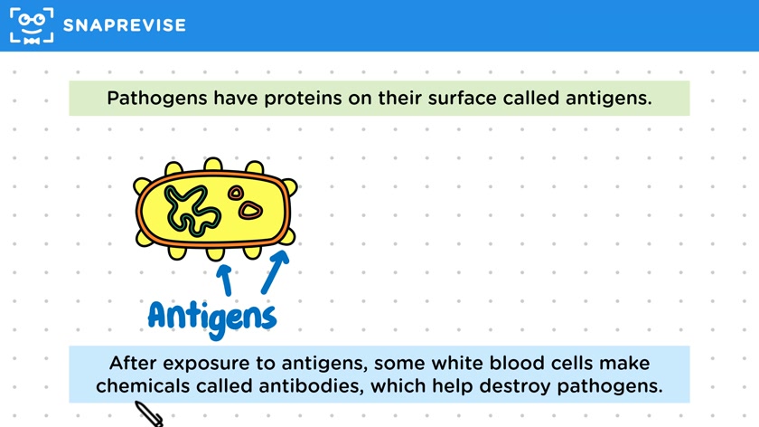 Immune System