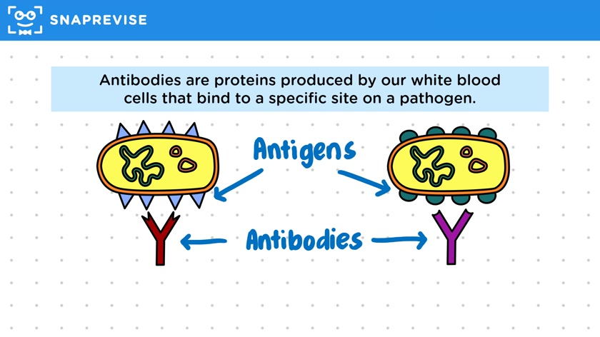 Monoclonal Antibodies