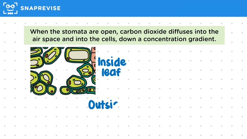 Stomata & Guard Cells