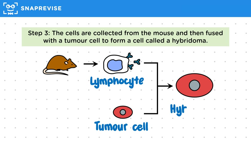 Monoclonal Antibody Production