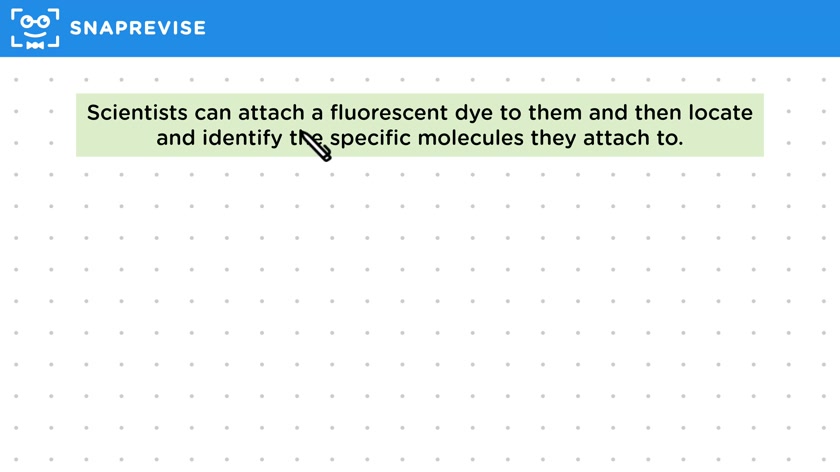 Uses of Monoclonal Antibodies