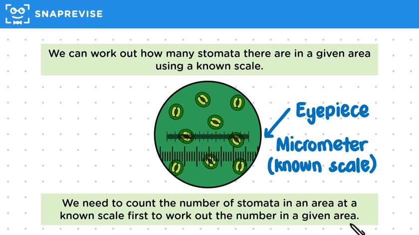Investigating Stomata
