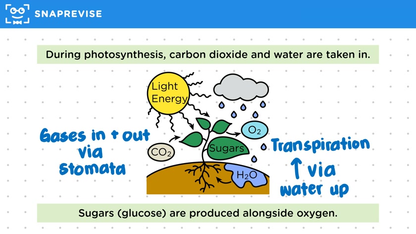 Photosynthesis