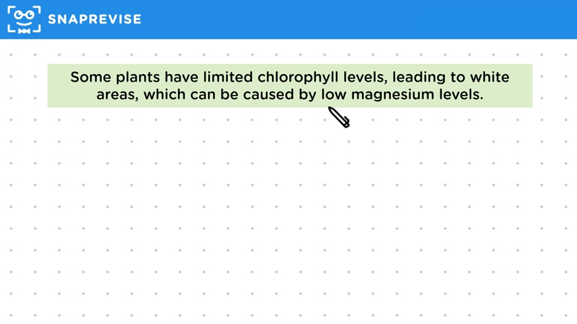Chlorophyll Levels & Photosynthesis