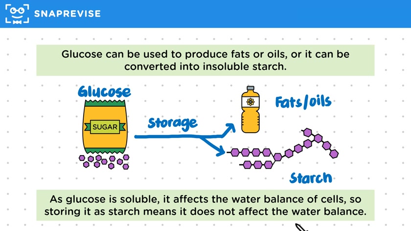 Uses of Glucose from Photosynthesis