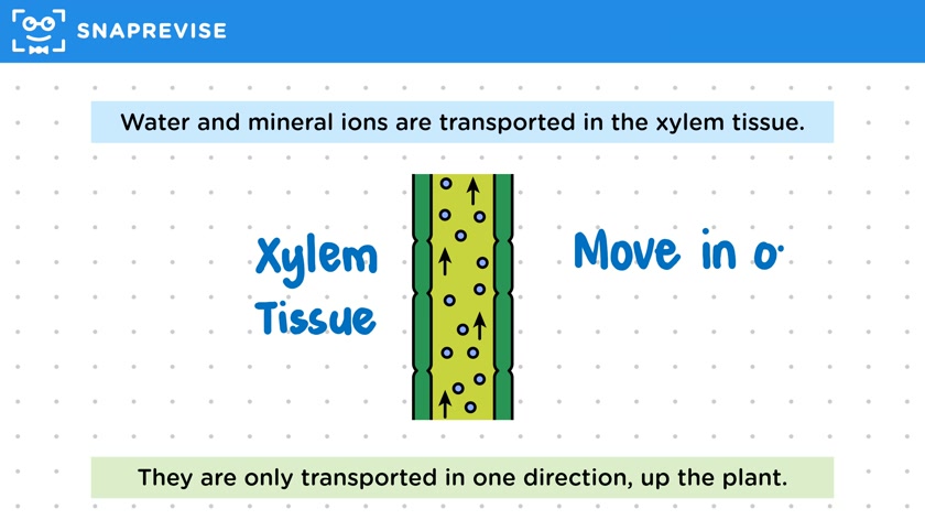 Xylem