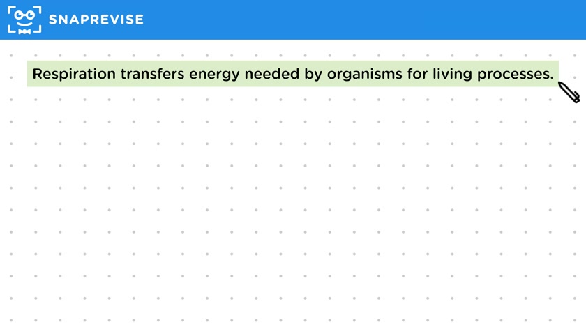 Cellular Respiration & Energy