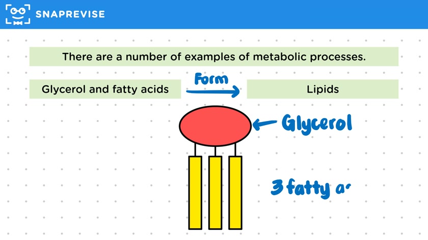 Metabolism