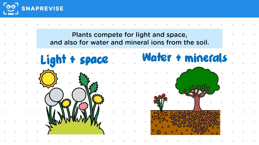 Competition in Plants