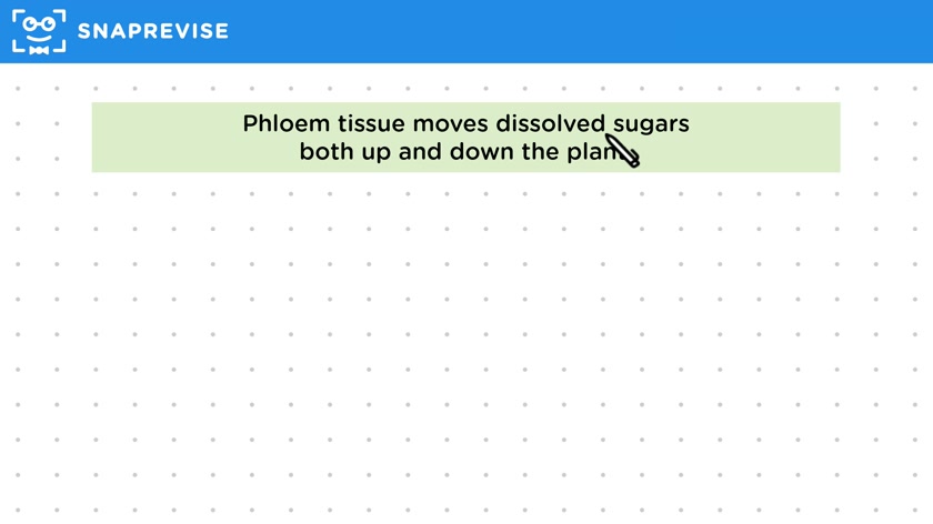 Phloem