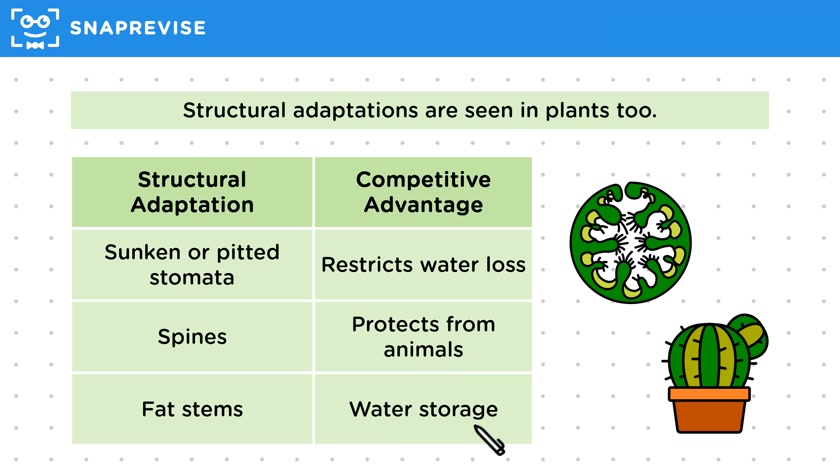 Adaptations