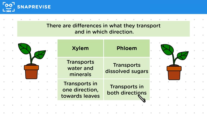 Comparing Xylem & Phloem