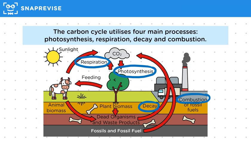 The Carbon Cycle