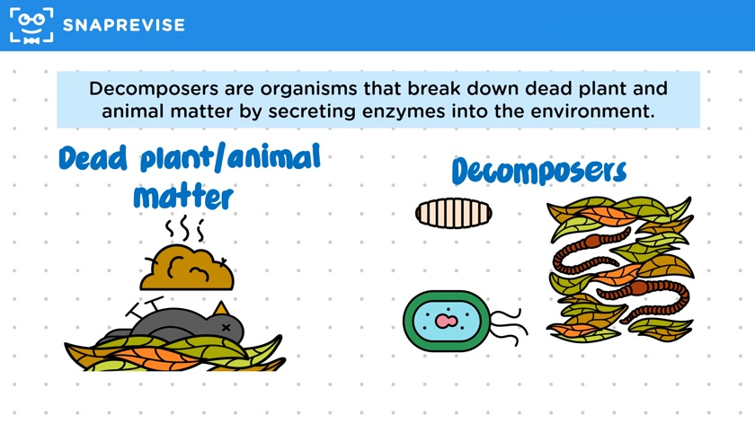 Decomposition & Decomposers