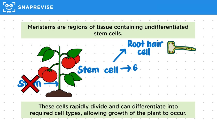 Meristem Tissue
