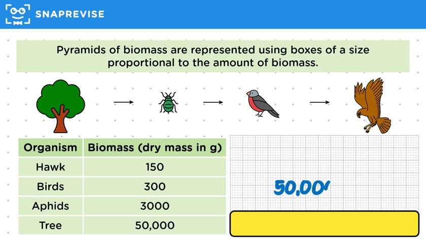 Pyramids of Biomass