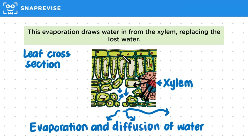 Transpiration Stream