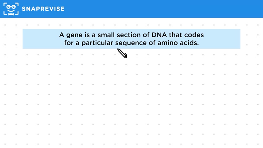 The Basic Structure of DNA