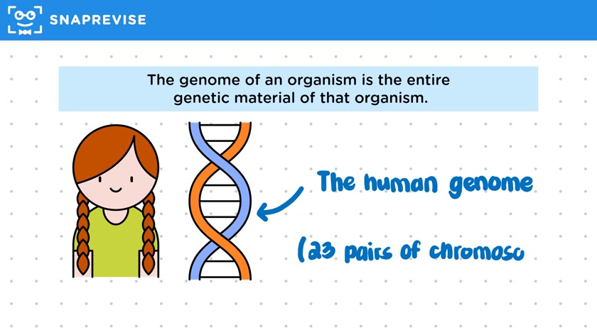 The Genome