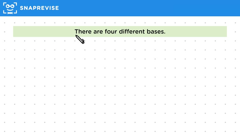 DNA Nucleotides & Bases