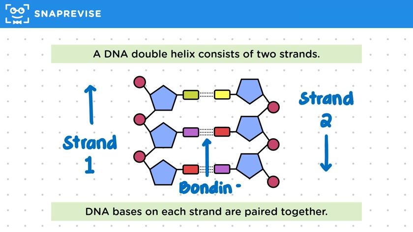 DNA Base Pairing