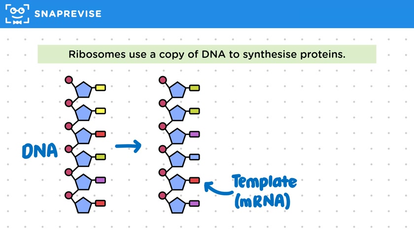 Protein Synthesis