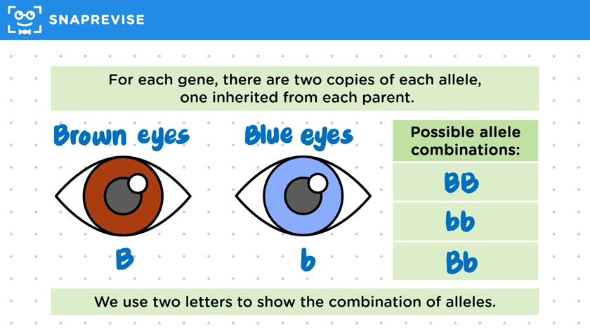 Homozygous & Heterozygous