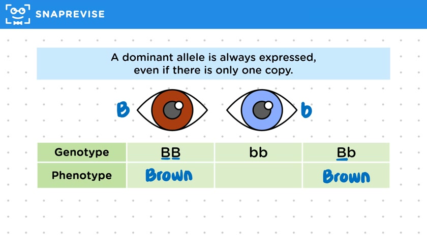 Dominant & Recessive Alleles