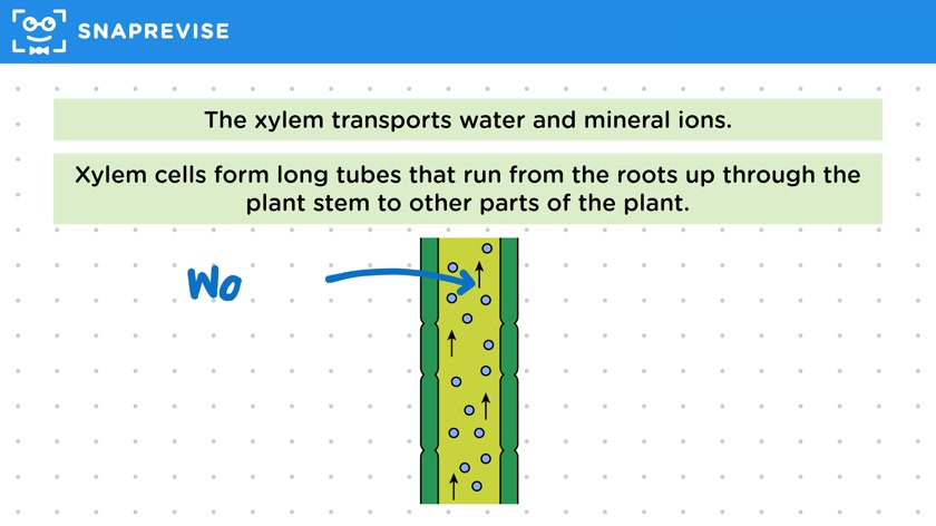 Specialised Plant Cells