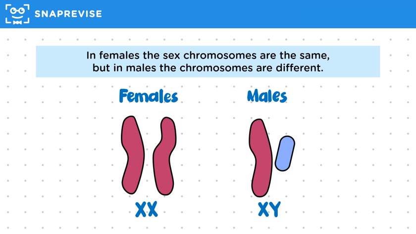 Sex Determination