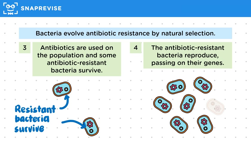 Evolution of Antibiotic Resistance