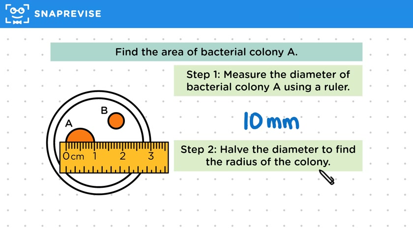 Calculating Areas of Colonies