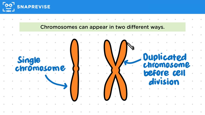 Chromosomes