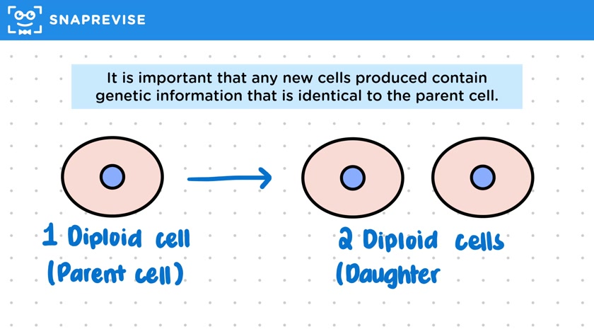 The Cell Cycle