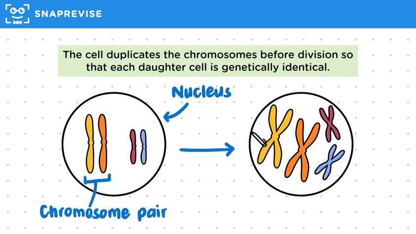 Interphase