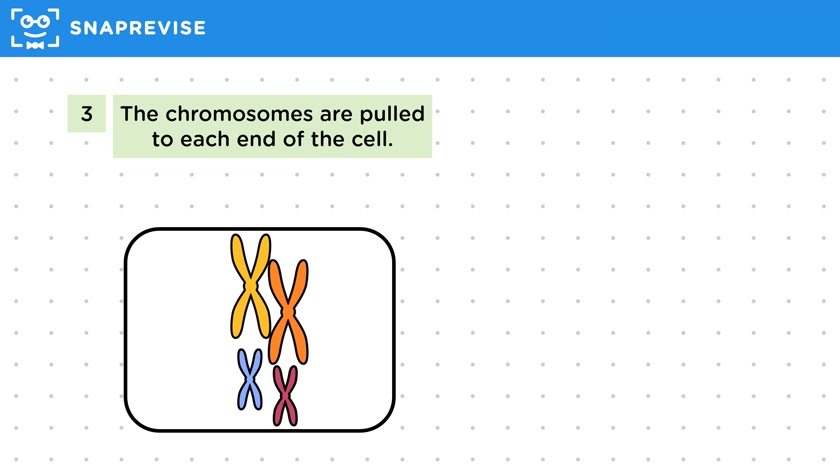 Mitosis
