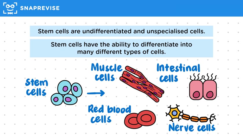 Stem Cells
