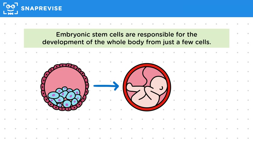 Embryonic Stem Cells