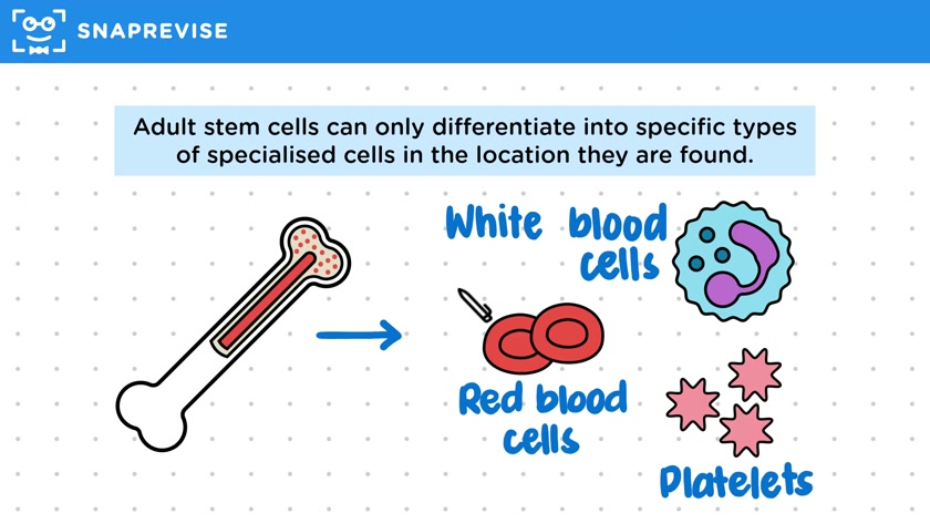 Adult Stem Cells