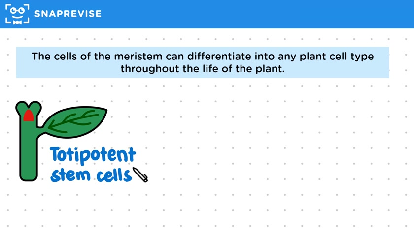 Meristem Cells