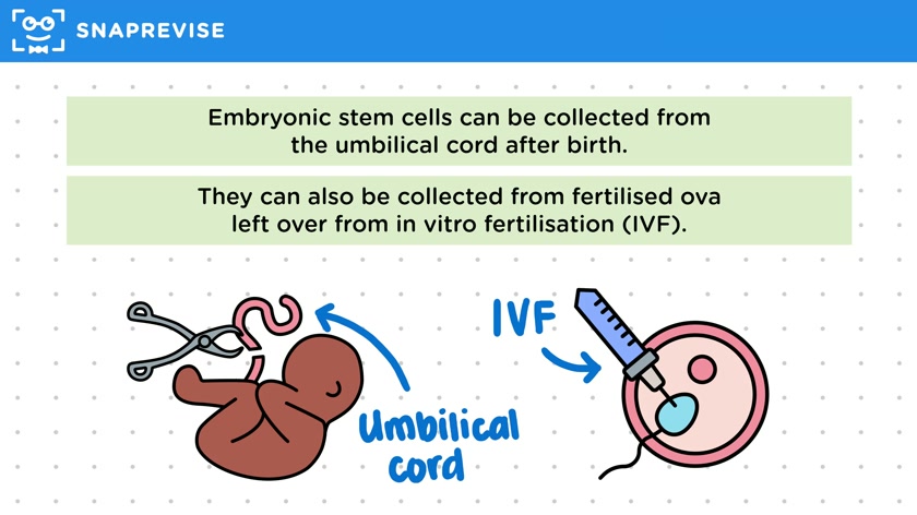 Using Stem Cells