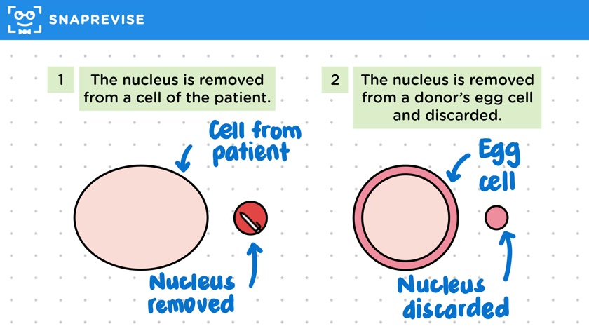 Therapeutic Cloning