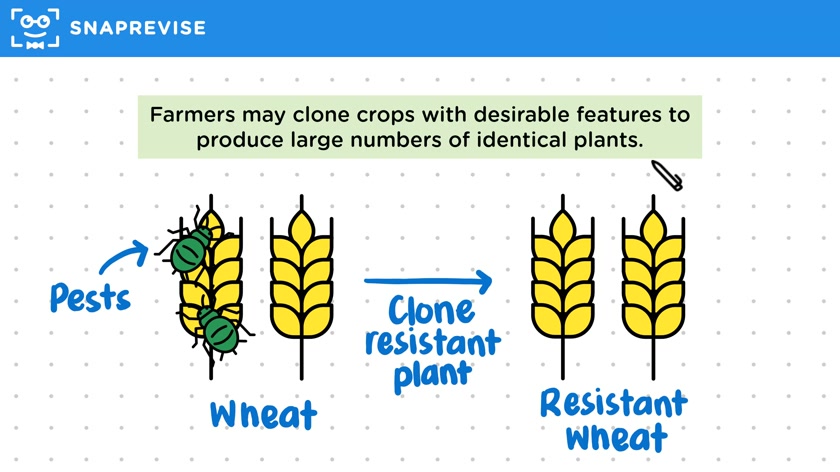 Plant Cloning